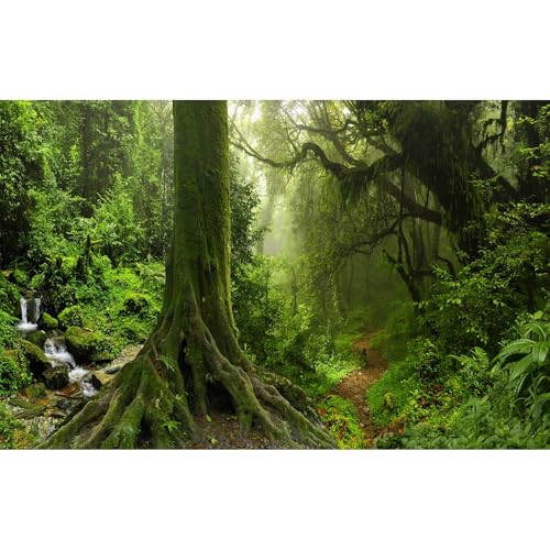 Hintergrund für Wald, Aquarium, dichter Wald in Moos, natürliche Landschaft, Aquarium-Hintergrund, tiefer Regenwald, Dschungel, Bäume, Bachlauf, Terrarium, Hintergrund, nebliger Nebel, Wald, Hintergrund für Wald, Aquarium, dichter Wald in Moos, natürliche Landschaft, Aquarium-Hintergrund, tiefer Regenwald, Dschungel, Bäume, Bachlauf, Terrarium, Hintergrund, nebliger Nebel, Wald, von Riivvdise