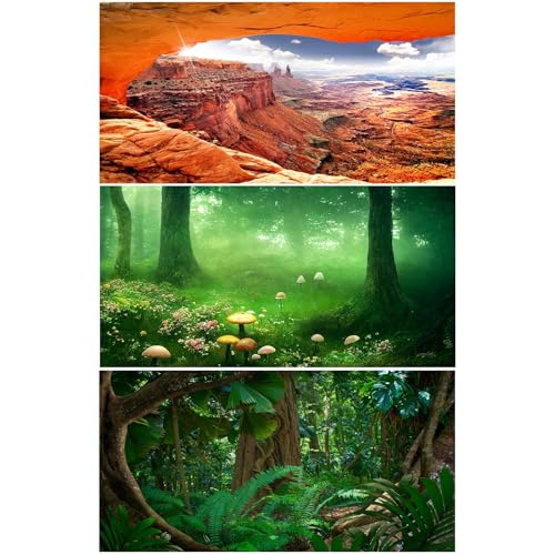 Hintergrund für Wald, Reptilien, Lebensraum, tropischer Regenwald, Aquarium-Hintergrund, Nebelwald, Sonnenstrahlen, Pilze, Terrarium, Hintergrund, Felsen, Berge, klarer blauer Himmel, von Riivvdise