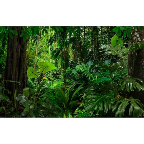 Hintergrund für Wald-Aquarium, dichte Wälder im Moos, natürliche Landschaft, Terrarium, üppig, grün, tropischer Wald, Dschungel, Farne, Aquarium-Hintergrund, alte riesige Bäume, Reptilien-Lebensraum, Hintergrund für Wald-Aquarium, dichte Wälder im Moos, natürliche Landschaft, Terrarium, üppig, grün, tropischer Wald, Dschungel, Farne, Aquarium-Hintergrund, alte riesige Bäume, Reptilien-Lebensraum, von Riivvdise