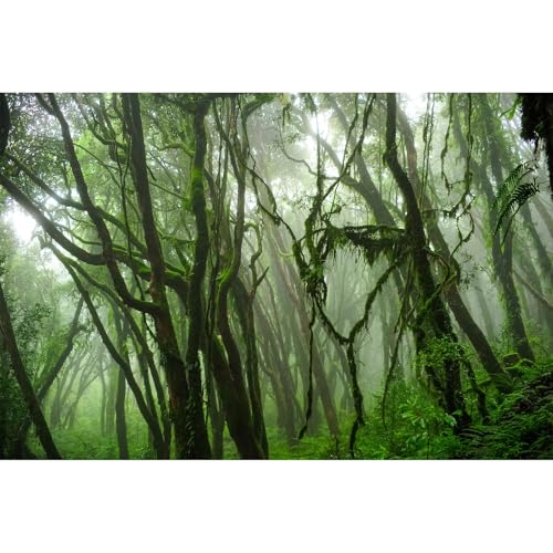 Hintergrund für tropische Aquarien, Dschungel, Reptilien, Terrarium, Wald mit Moos, Reptilien, Aquarium, Hintergrund, tropischer Regenwald, Dschungel, verzauberter Wald, alter Baum, Hintergrund für tropische Aquarien, Dschungel, Reptilien, Terrarium, Wald mit Moos, Reptilien, Aquarium, Hintergrund, tropischer Regenwald, Dschungel, verzauberter Wald, alter Baum, von Riivvdise