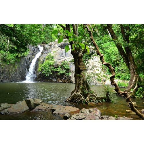 Wasserfall-Aquarium-Hintergrund, Dschungel, Wald, See, Bach, natürliche Landschaft, Terrarium, Hintergrund, tropische Pflanzen, Felsen, Aquarium, Hintergrund, Dschungelbäume, Gartenstil, Wasserfall-Aquarium-Hintergrund, Dschungel, Wald, See, Bach, natürliche Landschaft, Terrarium, Hintergrund, tropische Pflanzen, Felsen, Aquarium, Hintergrund, Dschungelbäume, Gartenstil, von Riivvdise