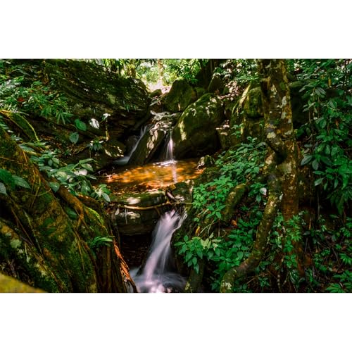 Wasserfall-Aquarium-Hintergrund, Dschungel, Wald, See, Bach, natürliche Landschaft, Terrarium, Hintergrund, tropische Pflanzen, Felsen mit Moos, Aquarium-Hintergrund, Dschungelwald-Stil, Wasserfall-Aquarium-Hintergrund, Dschungel, Wald, See, Bach, natürliche Landschaft, Terrarium, Hintergrund, tropische Pflanzen, Felsen mit Moos, Aquarium-Hintergrund, Dschungelwald-Stil, von Riivvdise