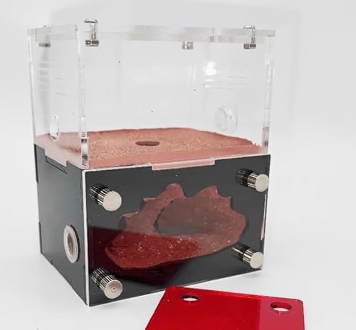 Rimsunta Ameisenfarm Terrarium - Ameisennest für Erwachsene, lebende Ameisen & Königin, Studium des Ameisenverhaltens, Formicarium Ameisenhaus Rimsunta Ameisenfarm Terrarium - Ameisennest für Erwachsene, lebende Ameisen & Königin, Studium des Ameisenverhaltens, Formicarium Ameisenhaus von Rimsunta