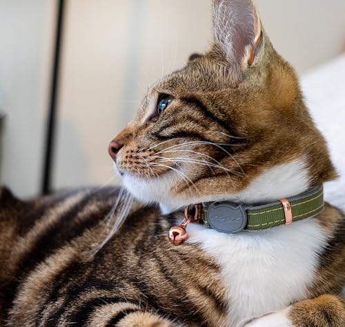 Rogz Urban Katzenhalsband, Olivgrün gedreht, mit Sicherheitsschnalle zum Abreißen Rogz Urban Katzenhalsband, Olivgrün gedreht, mit Sicherheitsschnalle zum Abreißen von Rogz