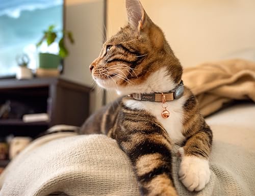 Rogz Urban Katzenhalsband, goldfarben, mit Sicherheitsschnalle zum Abreißen Rogz Urban Katzenhalsband, goldfarben, mit Sicherheitsschnalle zum Abreißen von Rogz