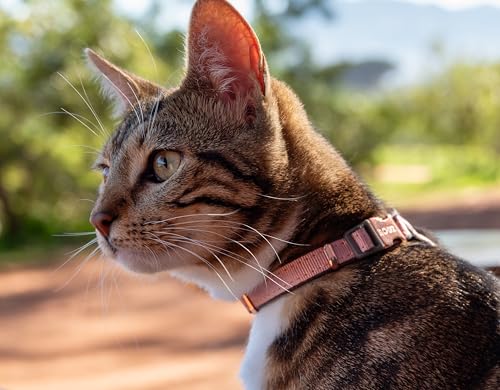 Rogz Urban Sicherheitshalsband für Katzen, klein/mittelgroß, Rosa Rogz Urban Sicherheitshalsband für Katzen, klein/mittelgroß, Rosa von Rogz