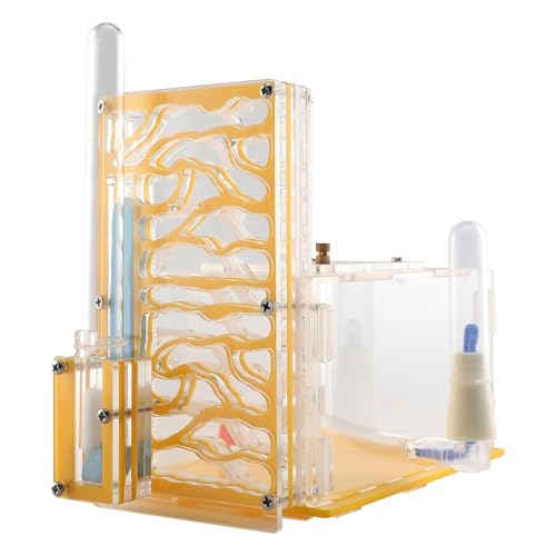 Ronyme Gehäuse Nest Display Box Farm Lebensraum für Wissenschaft Beobachtung Geschenk Kindertag, Gelb von Ronyme