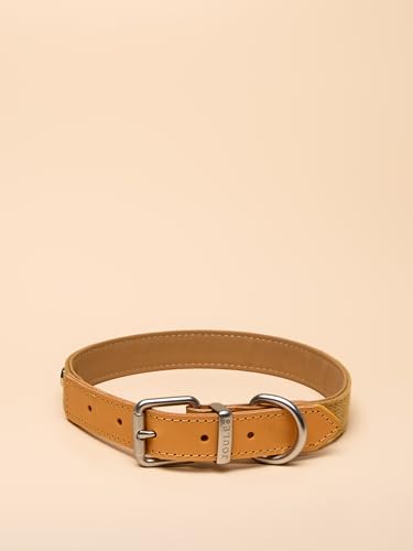 Rosewood x Joules Hundehalsband, groß, strapazierfähiges Leder und Gurtband, stilvolles Design mit gebürsteter Metallschnalle, hochwertiges Haustierzubehör Rosewood x Joules Hundehalsband, groß, strapazierfähiges Leder und Gurtband, stilvolles Design mit gebürsteter Metallschnalle, hochwertiges Haustierzubehör von Rosewood