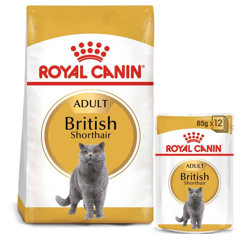 ROYAL CANIN ADULT British Shorthair 10kg + Nassfutter in Soße 48x85g von Royal Canin