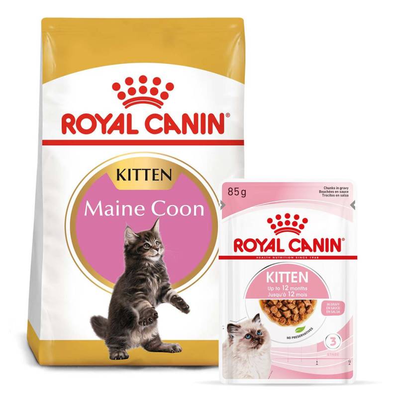 ROYAL CANIN KITTEN Maine Coon 4kg + Kitten in Soße 12x85g von Royal Canin