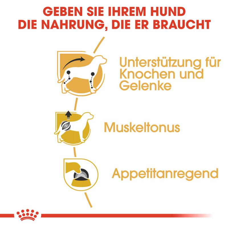 Royal Canin Dachshund Adult Hundefutter - Frischebeutel - 12 x 85 g von Royal Canin