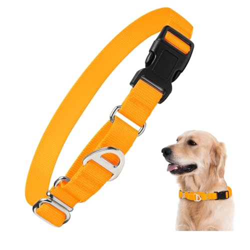 Rttochfy Martingale Halsband für Hunde, verstellbares Nylon-Hundehalsband mit Schnellverschluss-Schnalle, kein Ziehen, Hundetrainingshalsband für kleine, mittelgroße und große Hunde (Orange, M) von Rttochfy