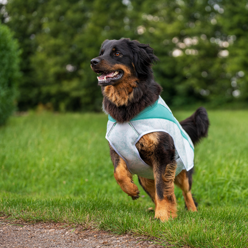 Ruffwear Sonnenschutz-Weste Swamp Cooler™ Vest grau, Gr. XXS, Bauchumfang: ca. 33 - 43 cm von Ruffwear