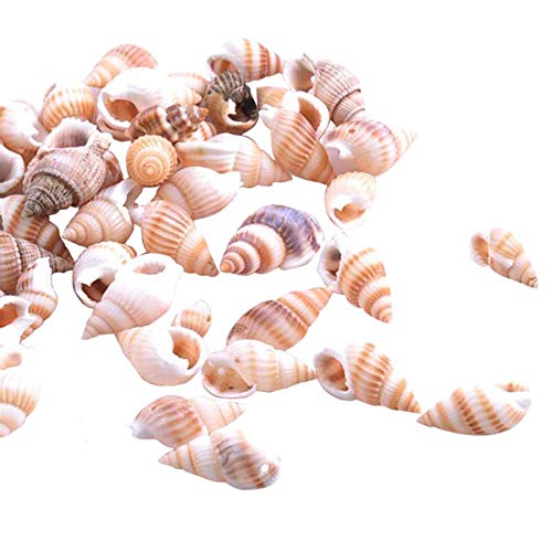 Ruiqas Conches Shell 100 Stück Ozean Strand Natürliche Conches Dekoration für Aquarium Boden Kerze machen DIY Handwerk von Ruiqas