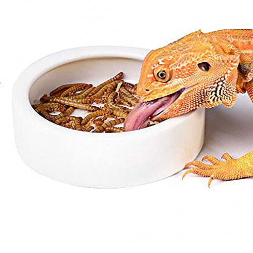 RunXF Reptilien Schüssel Keramik Schüssel rund Feeder Anti-Flucht Breadworm Teller mit tiefem Rand für Eidechse, Gecko, Schildkröte (S) von RunXF