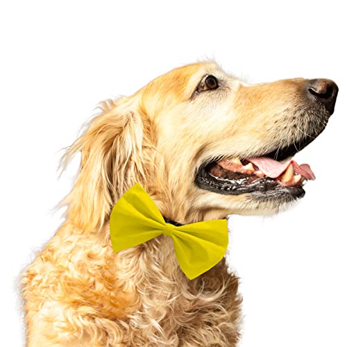 Ruse Fliege für Hunde und Katzen, Gelb, massiv, einfach zu bedienen, Anti-Scheuern, elastisches Gurt, Geschenk für Haustiere, Hunde und Katzen, Schal-Krawatte/L XL-YEL2100019BT_L-XL von Ruse