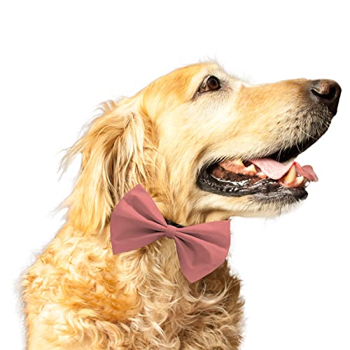 Ruse Fliege für Hunde und Katzen, Lachs, massiv, einfach zu bedienen, Anti-Scheuern, elastisches Gurt, Geschenk für Haustiere, Hunde und Katzen, Schal-Krawatte/L XL-SAL2100022BT_L-XL von Ruse
