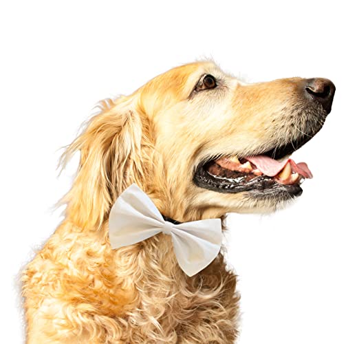 Ruse Fliege für Hunde und Katzen, Weiß, massiv, einfach zu bedienen, Anti-Scheuern, elastisches Gurt, Geschenk für Haustiere, Hunde und Katzen, Schal, Krawatte/S M-WHI2100023BT_S-M von Ruse