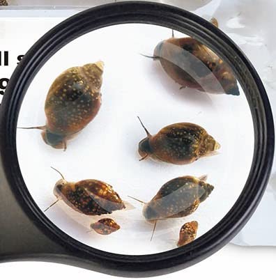 Lebendfutter Blasenschnecken klein 5X 90ml Fischfutter SAHAWA Futterschnecken für Kugelfische und Schmerlen von SAHAWA