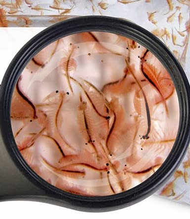 Nauplien Mini Artemia- Mini Size frisch geschlüpftes kleinst Futter Fischfutter SAHAWA Lebendfutter 5X 90 ml von Sahawa