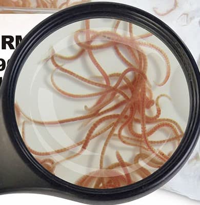 Lebendfutter SAHAWA Glanzwürmer 10 x 90 ml frisches gekühltes Lebendfutter schneller Versand von SAHAWA