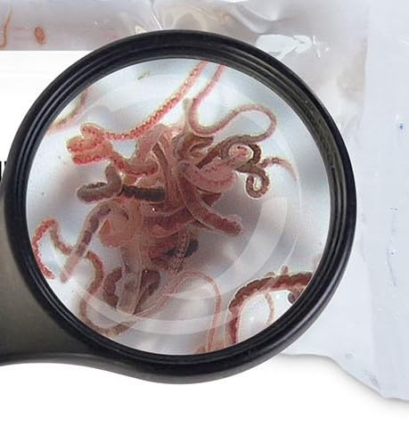 Lebendfutter Fischfutter SAHAWA 10 x 90ml Tubifex Lebendfutter Fischfutter SAHAWA 10 x 90ml Tubifex von SAHAWA