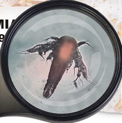 Lebendfutter SAHAWA Fischfutter Verschiedene Sorten zur Auswahl 45ml oder 90 ml (Nauplien 90 ml) SAHAWA von SAHAWA