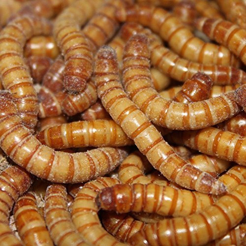 Mehlwürmer 2 x 1 Kg Frischfutter im Netz Lebendfutter SAHAWA Igel,Vogel,Reptilien von SAHAWA