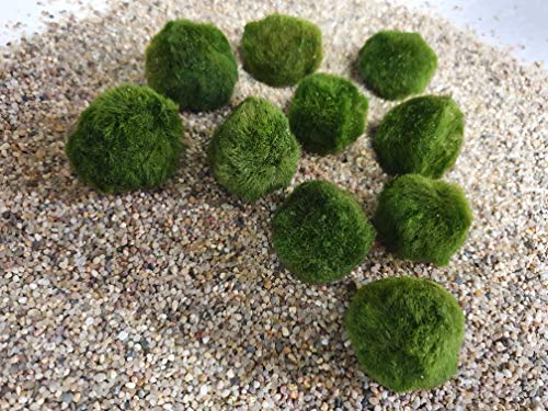 Mooskugeln Wasserpflanzen SAHAWA Aquatic Arts 10 Marimo Moos Kugeln ca. 3 cm Mooskugeln von SAHAWA