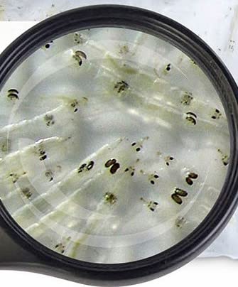 Lebendfutter weiße Mückenlarven 15x 45ml Beutel SAHAWA Fischfutter von Sahawa