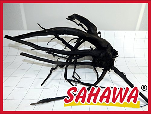 SAHAWA® Moorwurzel Größe 4 35-40 cm, Moorkienwurzel,rote Moorwurzel, Moorkienholz, Garnelenbaum von SAHAWA