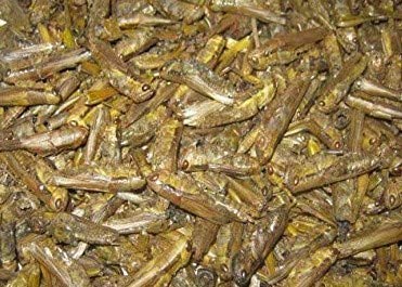 SAHAWA® getrocknete Heuschrecken 1000 ml, Reptilienfutter, Vogelfutter von SAHAWA