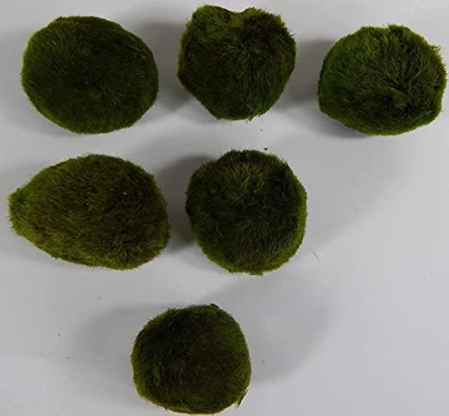 SAHAWA 5 Mooskugeln 4-6cm+1 Nano 2-4cm gratis. Aquarium Pflanzen, für Mangrovenwurzel von SAHAWA