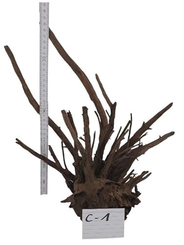 SAHAWA Corbowurzel Deko für Aquarium Mangrovenwurzel Moorwurzel Aquariendeko Einzelstücke wählen Sie Ihre Traumwurzel 100% Naturprodukte (Corbo Nr.1) von SAHAWA