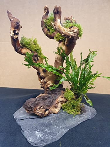 Wasserpflanzen Tropica 1 Wurzel für Aquarium Garnelenbäumchen Moorwurzel Aquarium Wurzel Bonsai ca.20 cm Mangrove (Mopani) bepflanzt auf Schiefer Wurzel mit Wasserpflanzen (versch.) Abbildung ähnlich von SAHAWA