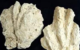 Lochgestein Muschel, Aquarium-deko, echtes Naturprodukt wunderschöne Deko versteinerte Muschel von SAHAWA