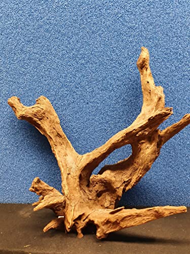 Sahawa Mangroven Corbo Wurzel 15-19 cm für Aquarien Terrarien und Deko von Sahawa