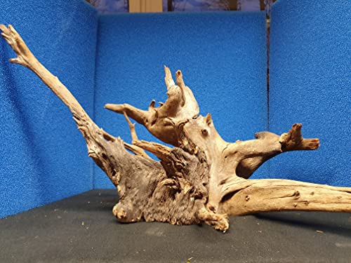 Sahawa Mangroven Corbo Wurzel 20x30x40 cm für Aquarien Terrarien und Deko Sahawa Mangroven Corbo Wurzel 20x30x40 cm für Aquarien Terrarien und Deko von SAHAWA