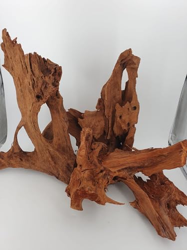 SAHAWA Mangrovenwurzel Traumwurzel 1 STK Naturdeko garantiert 30 cm von SAHAWA
