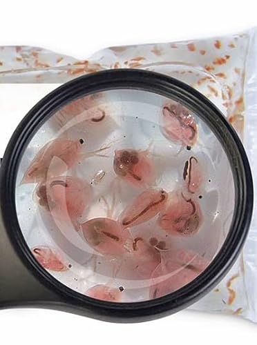 SAHAWA Daphnien (Wasserflöhe) 5 x90ml Beutel für Zierfische Fischfutter Lebendfutter von SAHAWA