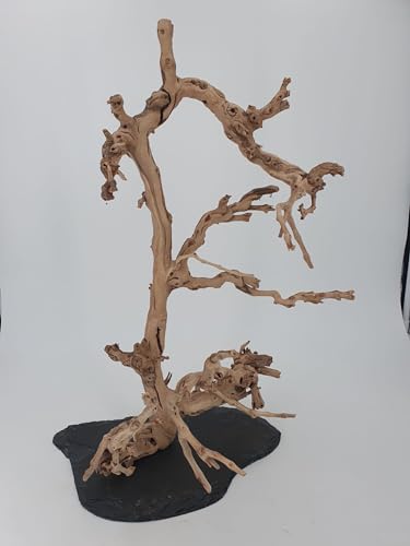 Weinrebe Baum auf Schiefer Deko für Wohnraum und Terrarium Größe ca. 50 cm SAHAWA von SAHAWA