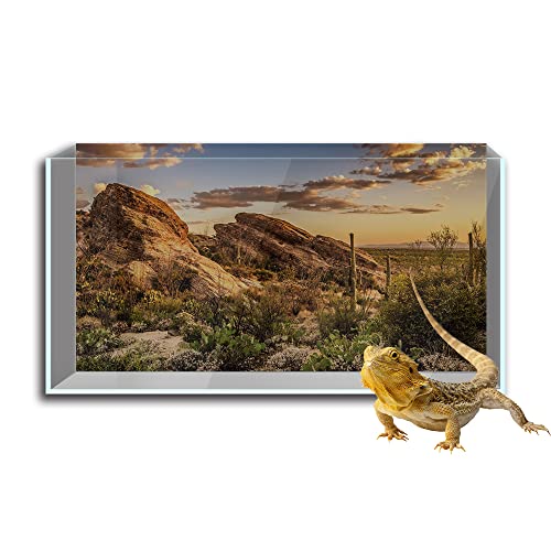 Reptilien Habitat Terrarien Hintergrund Aufkleber Blauer Himmel Oase Kaktus Sonne und Wüste HD Druck Tapete Aquarium Hintergrund Dekorationen PVC Landschaft Poster (50 x 80 cm)) von SB little