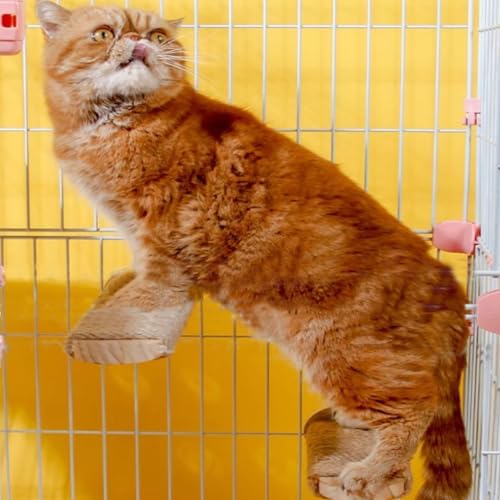 Kratzbaum für Katzen, 2 Stück, Sisal, Hanf, Käfigregal, Leiter, Sitzstange, Möbel im Käfig mit Montageschrauben (M) von SCSFCVIUS