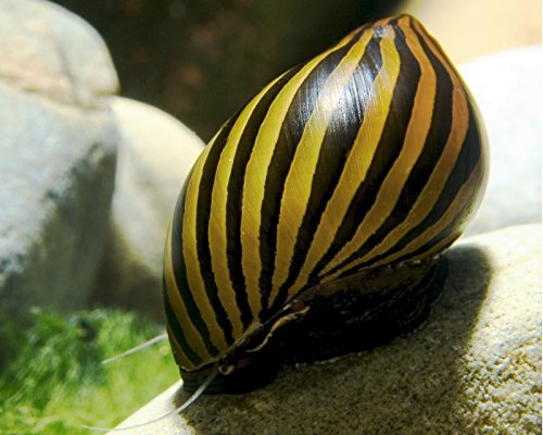 Garnelen Schnecken Mix - Algenfresser - Aquarium Schnecken - Algenvernichter Aquarium Algenbekämpfung, Menge:6 STK. Garnelen Schnecken Mix - Algenfresser - Aquarium Schnecken - Algenvernichter Aquarium Algenbekämpfung, Menge:6 STK. von SEGMINISMART