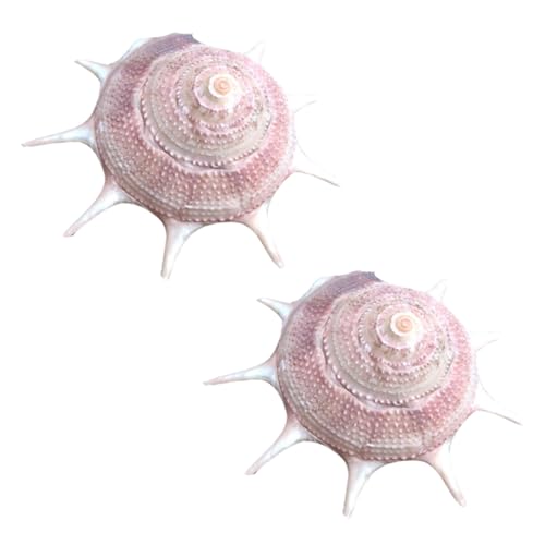 SEWOART 2 Stück Natur Muscheln Aquarium Deko DIY Mikro Landschaftsgestaltung Heim Dekoration SEWOART 2 Stück Natur Muscheln Aquarium Deko DIY Mikro Landschaftsgestaltung Heim Dekoration von SEWOART