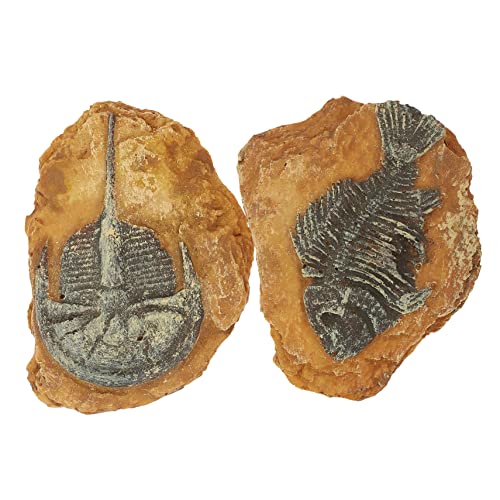 SEWOART 2er-Pack Eidechsen-Reptilien-Box-Dekorationen einzigartige Schlangen-Box-Ornamente für -Terrarium-Landschaft SEWOART 2er-Pack Eidechsen-Reptilien-Box-Dekorationen einzigartige Schlangen-Box-Ornamente für -Terrarium-Landschaft von SEWOART