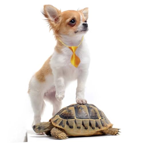 SEWOART 30 Stück Bunte Fliegen Für Haustiere Hunde Und Katzen Einfach Zu Tragen Für Hochzeiten Feiertage Und Partys von SEWOART