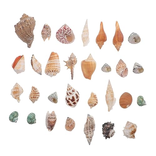 SEWOART Dekorative Conch für Aquarien Natürliches Zubehör für Fischbecken Sicher und für Tischdekoration von SEWOART