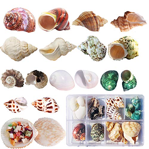 SKOOLOVE Einsiedlerkrebs Muscheln Deko 17 Stück(9 Arten) Natürliche Muscheln für Stranddekorationen Turbo-Muscheln mit kleinem für Fischernetz Deko Aquarium DIY Kunsthandwerk(3-9 cm) von SINKOO