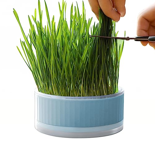 SKUDA Grasbox für Katzen | Hydroponischer Pflanzkasten Katzengraszüchter - Abnehmbare Keimschale, bodenfreier Graskasten, hilft bei der Verdauung, Heimdekoration SKUDA Grasbox für Katzen | Hydroponischer Pflanzkasten Katzengraszüchter - Abnehmbare Keimschale, bodenfreier Graskasten, hilft bei der Verdauung, Heimdekoration von SKUDA